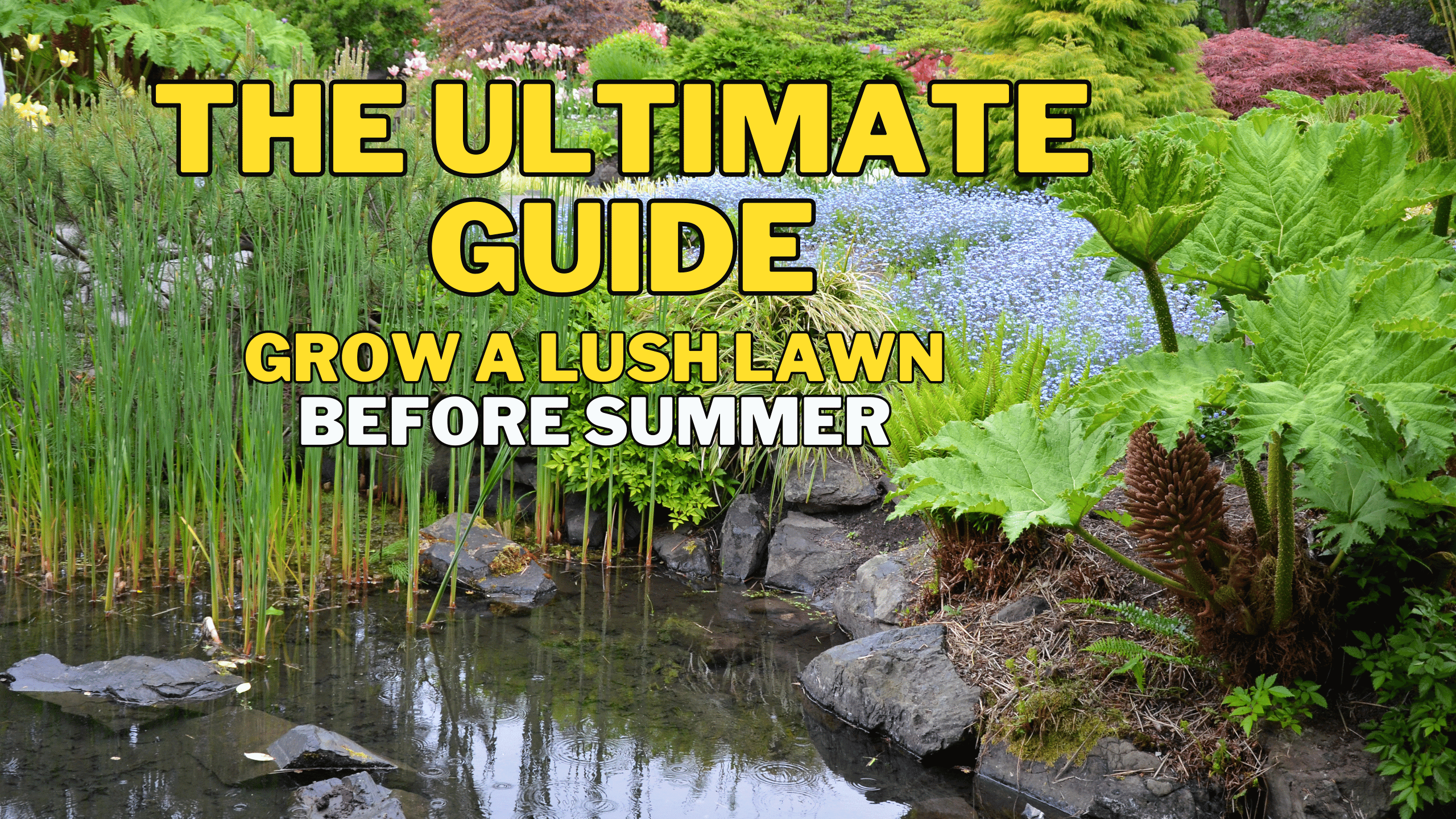 Lush Lawn Before Summer