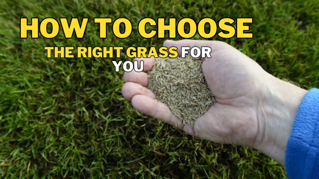 Choose the Right Grass